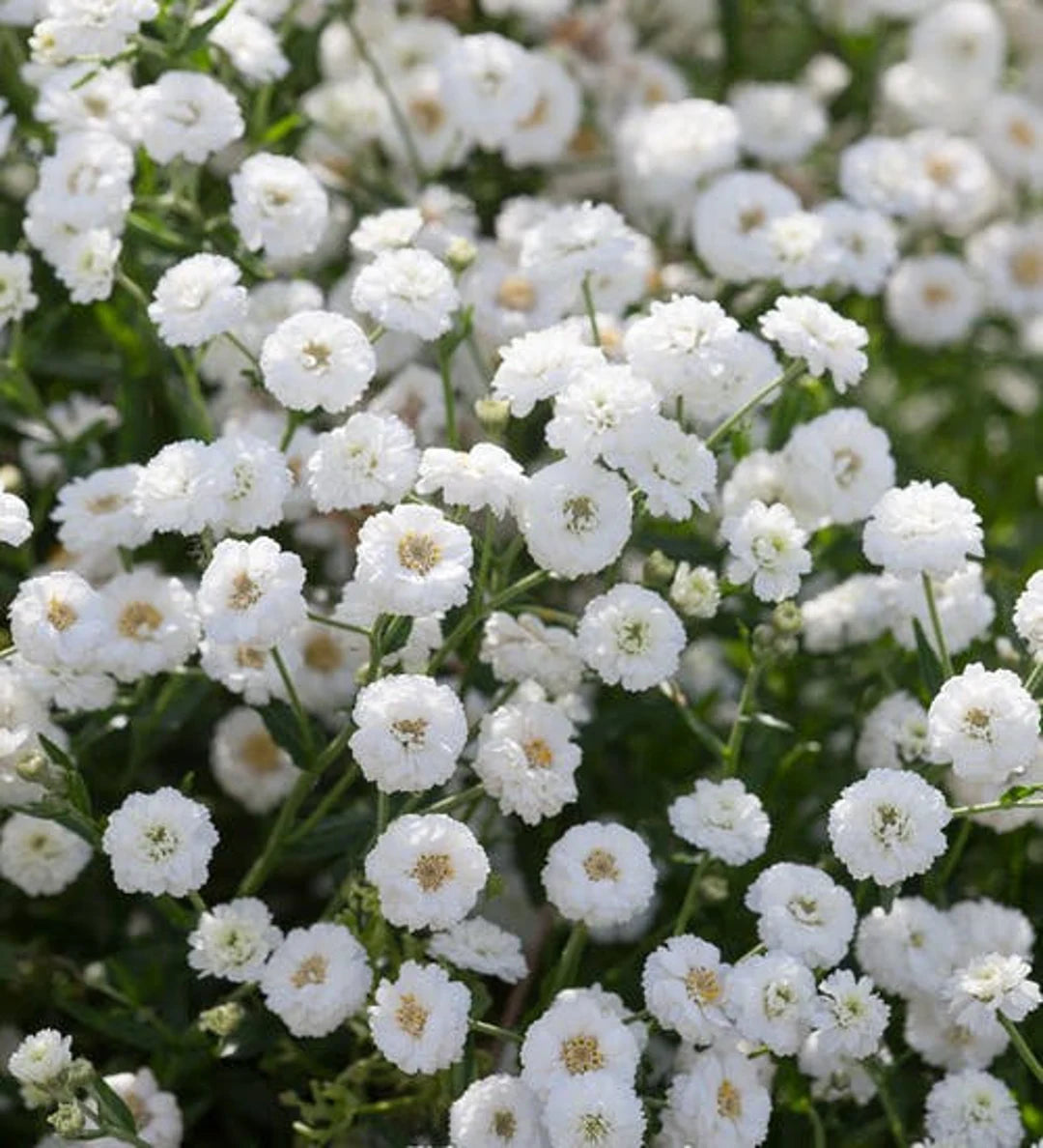 White Ptarmica Flower Seeds for Planting - 100 pcs