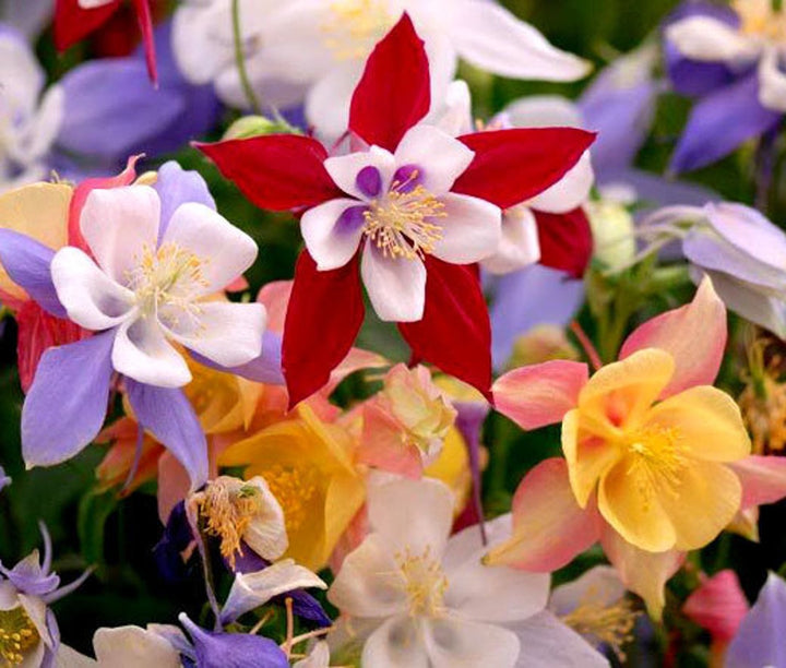 Red White Columbine Flower Seeds for Planting - 100 pcs