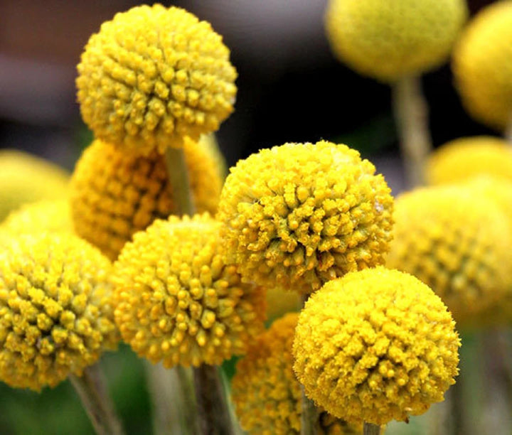 Gule Bolde Blomster eller Craspedia Blomsterfrø til Plantning, Friske, 100 stk