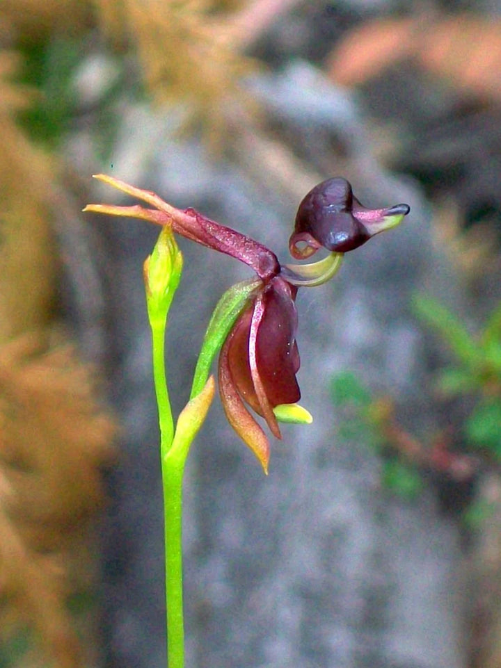 Flyvende And Orchid Lilla Blomsterfrø til Plantning 100 stk