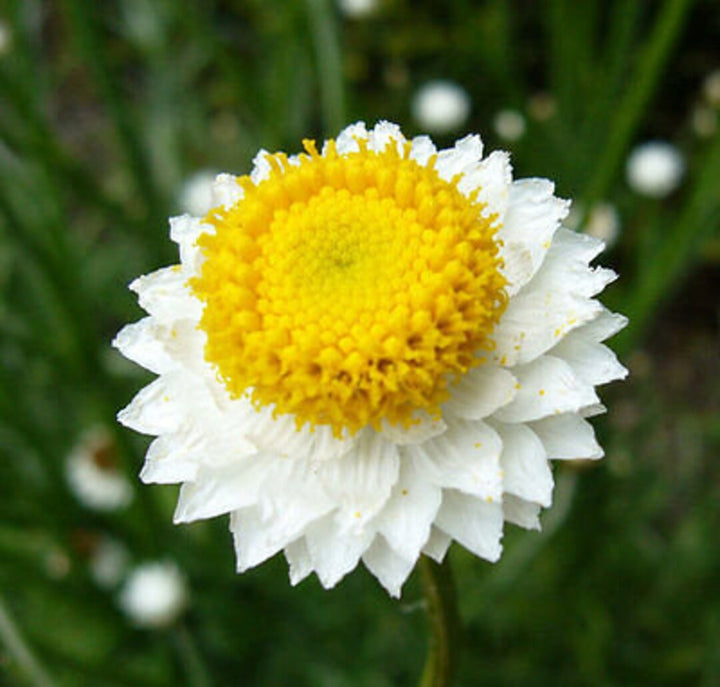 Winged Everlasting (Ammobium alatum) Flower Seeds for Planting – Papery Blooms for Dried Floral Use, Non-GMO