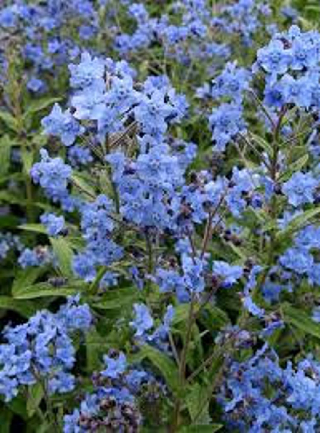 blue cynoglossum flower seeds