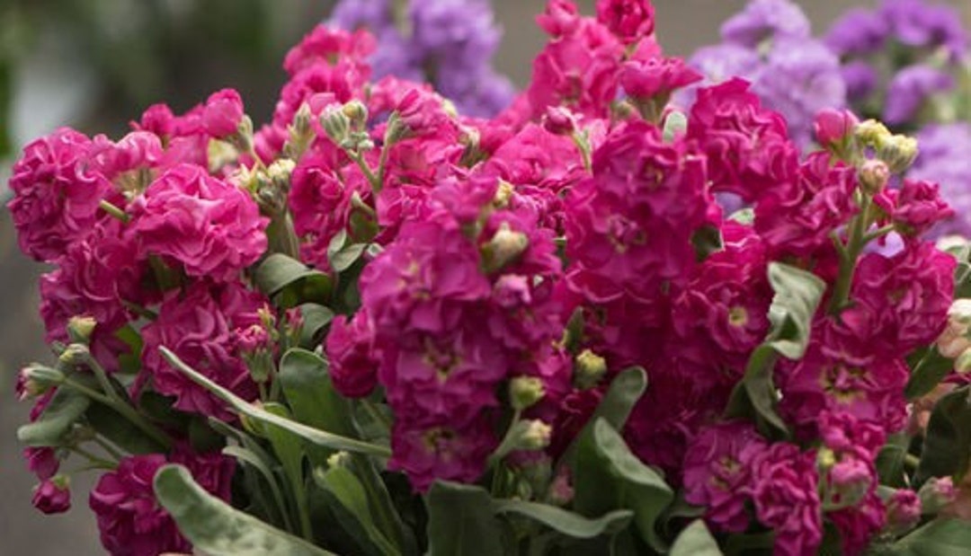 Pink Matthiola blomsterfrø til plantning - 100 stk