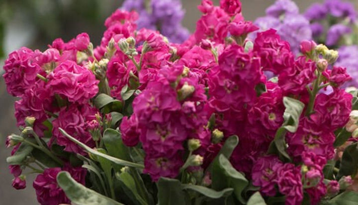 Pink Matthiola Flower Seeds for Planting - 100 pcs