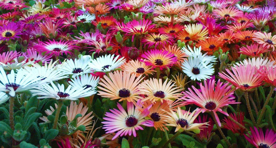 Pink Dorotheanthus Flower Seeds for Planting - 100 pcs