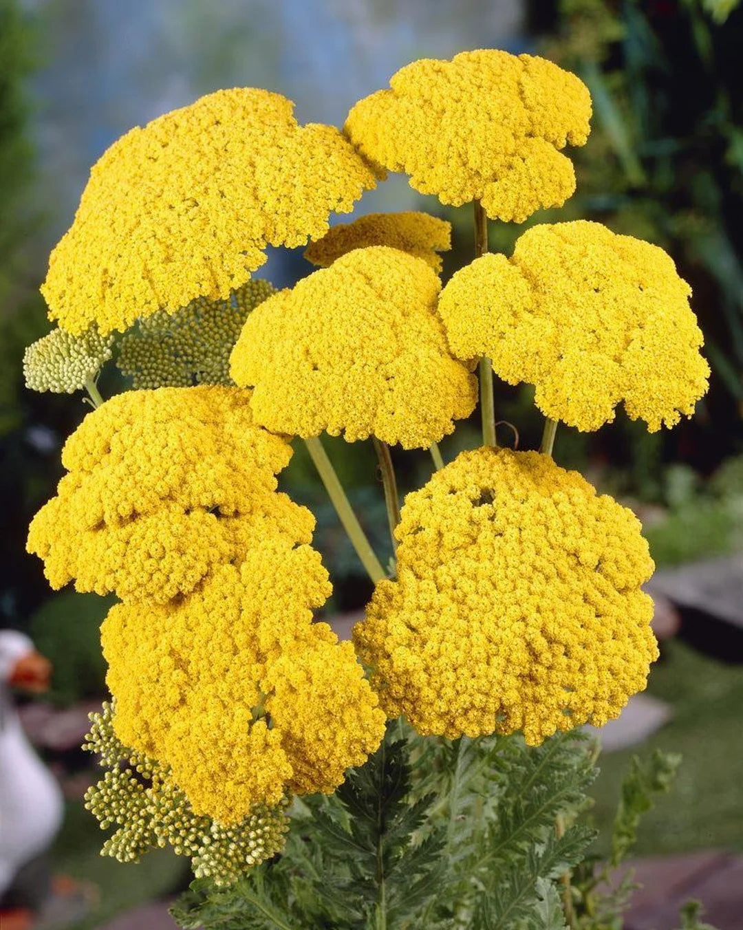 Yarrow Flower Seeds for Planting - 100 pcs