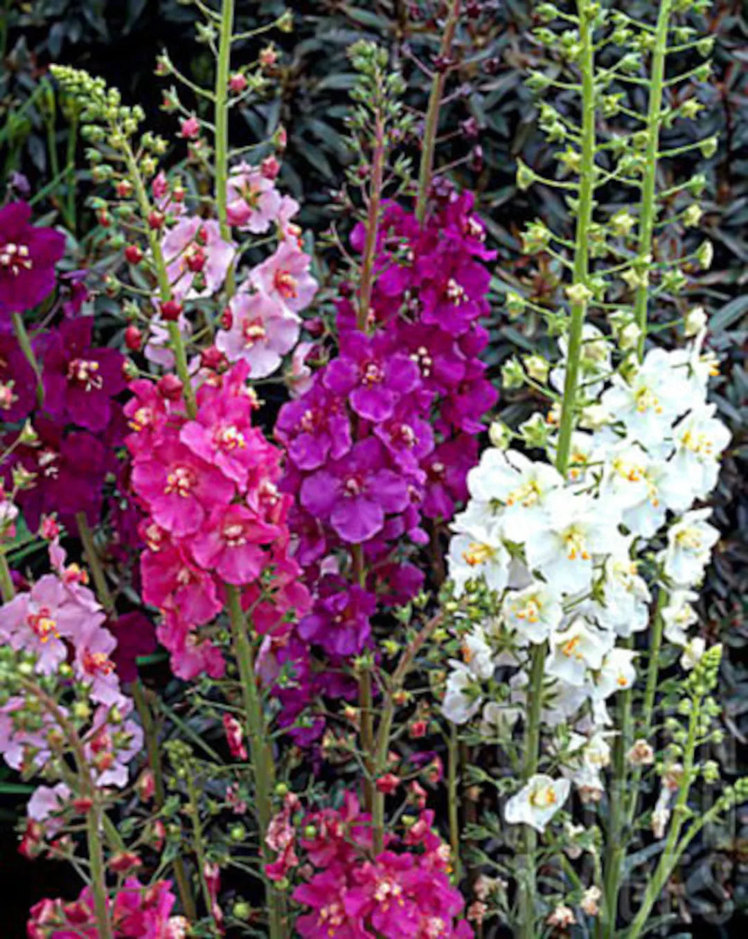 mixed color flower seeds