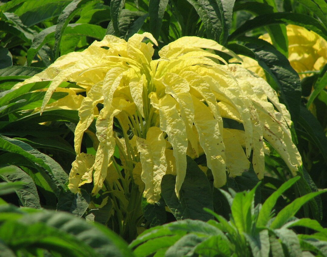 yellow amaranthus flower seeds
