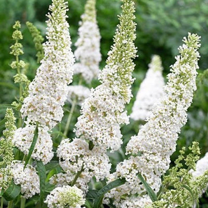 White Buddleja Flower Seeds for Planting - 100 pcs