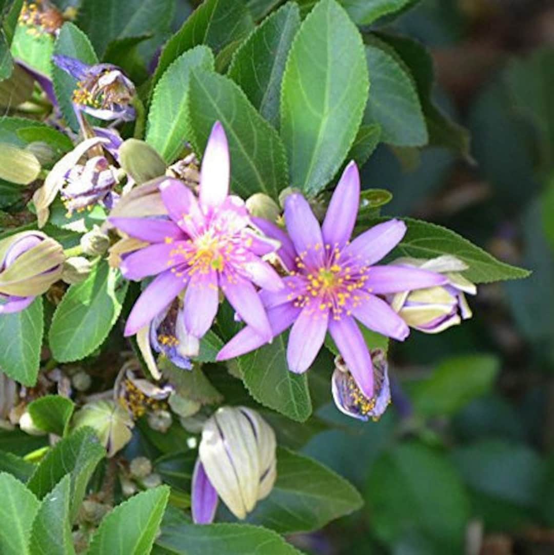 grewia flower flower seeds