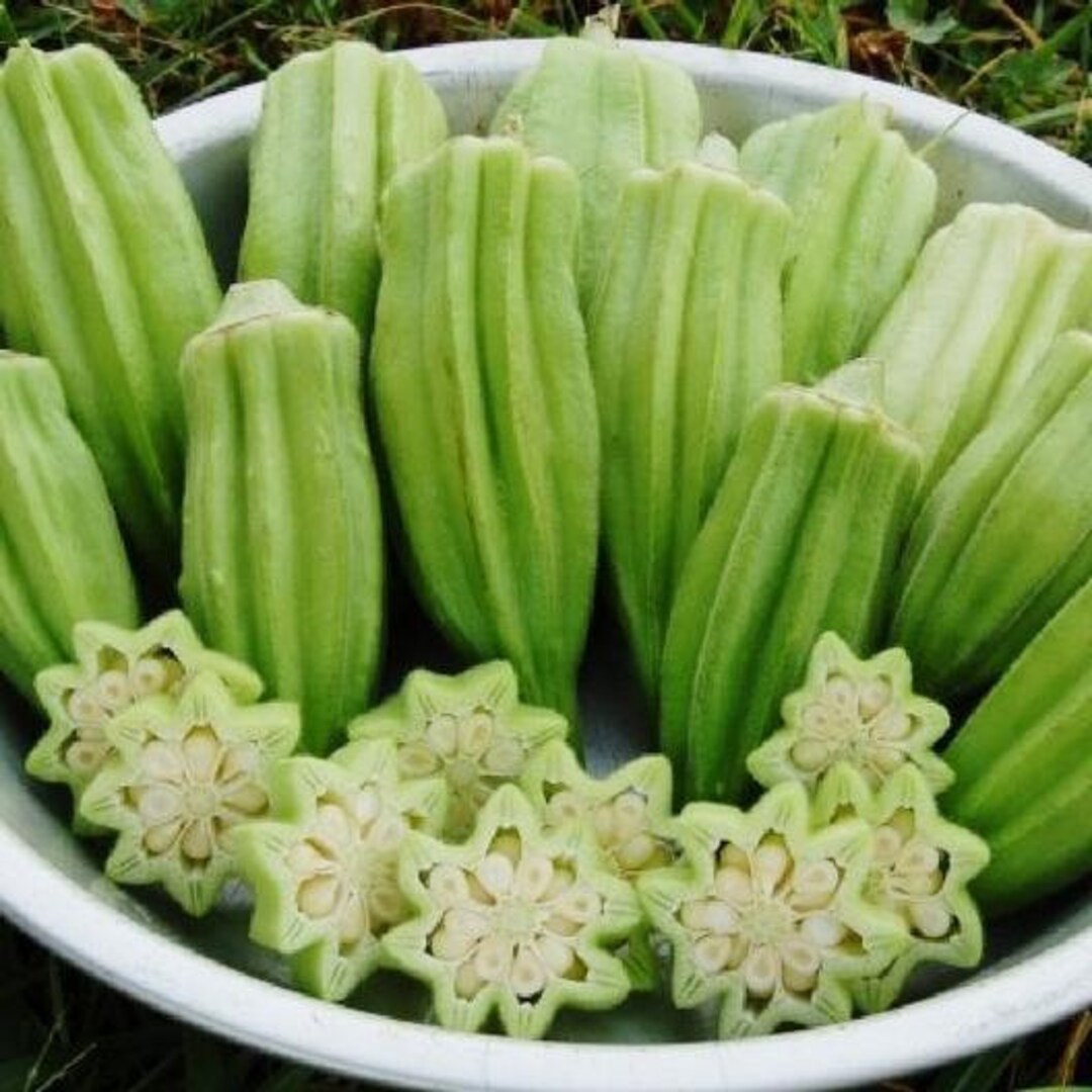 Star of David Okra Seeds for Planting – Heirloom, Non-GMO Vegetable Seeds for Home Garden & Organic Growing