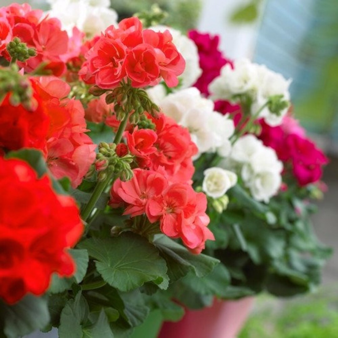 Red White Geraniums Flower Seeds for Planting - 100 pcs