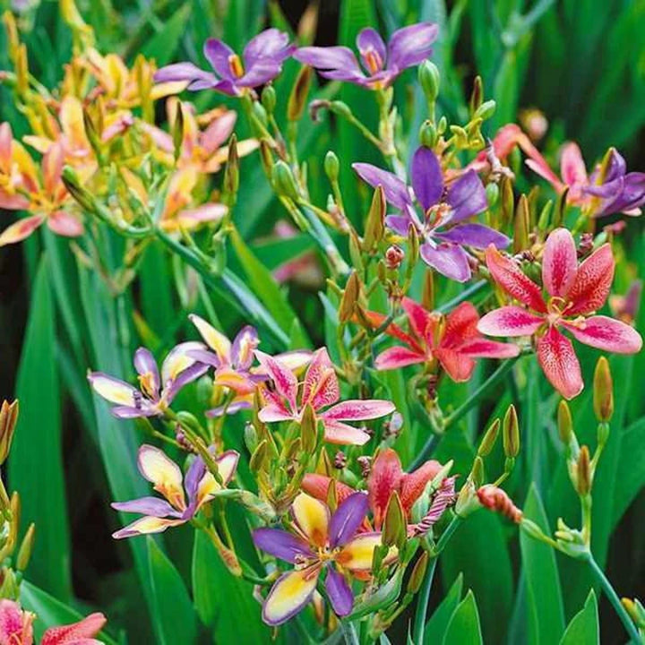 Heirloom Non-GMO Pardancanda Flower Seeds for Planting – Colorful Perennial Iris-Like Garden Blooms
