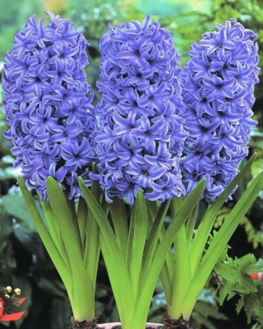 Himmelblå Hyacinthus Orientalis Blomsterfrø til udplantning, 100 stk