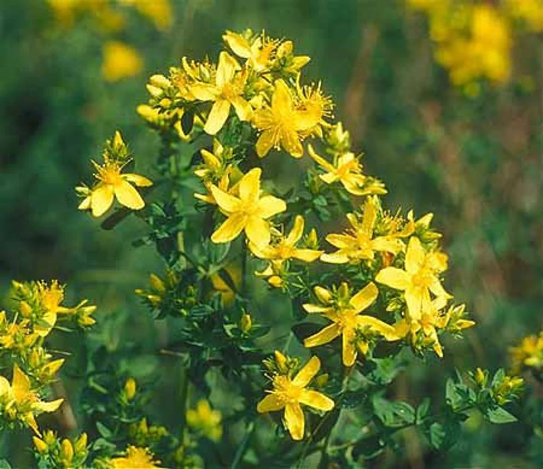 Heirloom Non-GMO Hypericum Flower Seeds for Planting – Medicinal Ornamental Garden Seeds