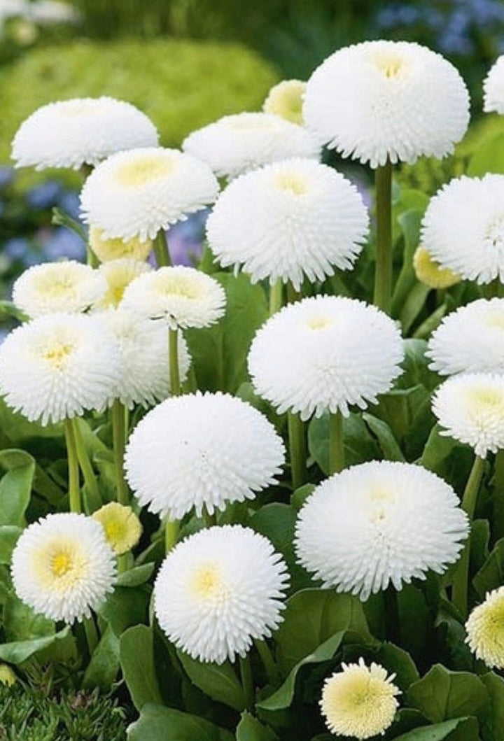 White Bellis Flower Seeds for Planting, 100 pcs