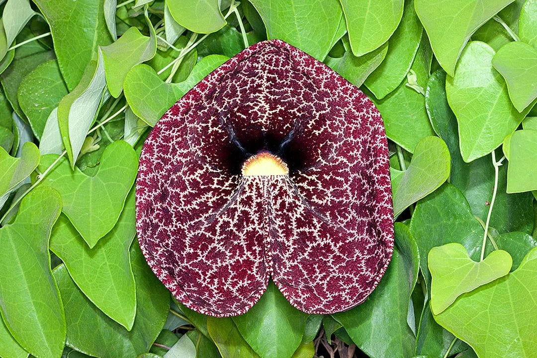 Aristolochia Elegans Flower Seeds for Planting - 100 pcs