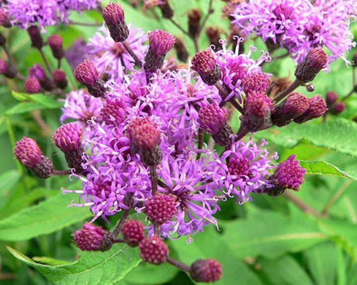 Heirloom Non-GMO Vernonia Anthelmintica Flower Seeds for Planting – Medicinal Wildflower Seeds