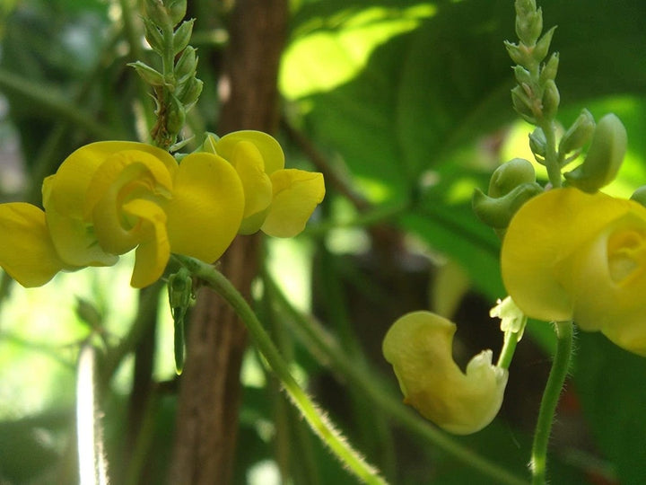 Dolichos Biflorus blomsterfrø til plantning - 100 stk