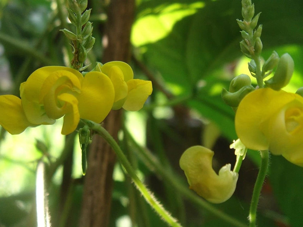 the seeds of the dolichos biflorus plant will agglutinate: Dolichos Biflorus Flower Seeds for Planting – Heirloom, Non-GMO, Organic Garden Seeds, High Germination