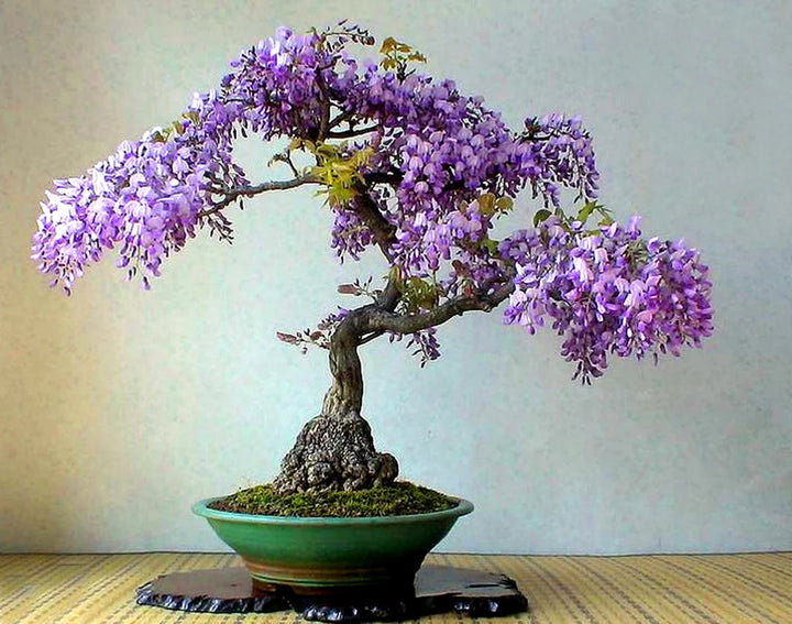Simsii Bonsai Flower Seeds in Violet for Planting – Heirloom, Non-GMO, High Germination Garden Seeds