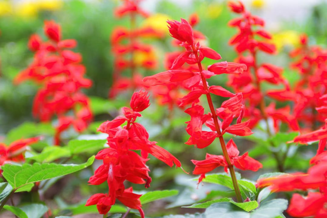 Heirloom Non-GMO Scarlet Sage Flower Seeds for Planting – Bright Pollinator-Friendly Garden Blooms