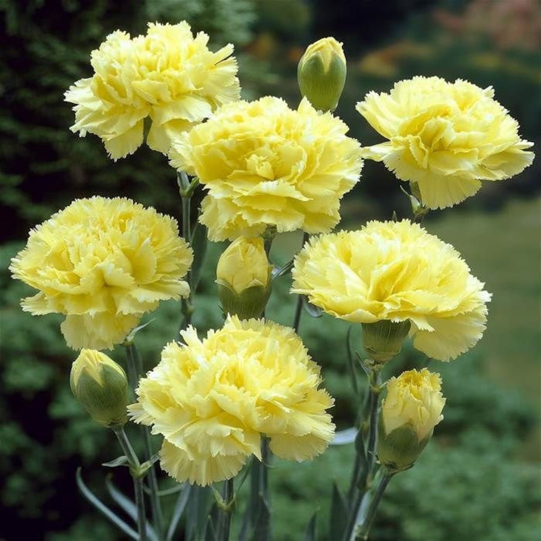 Gule Dianthus blomsterfrø til udplantning, 100 stk