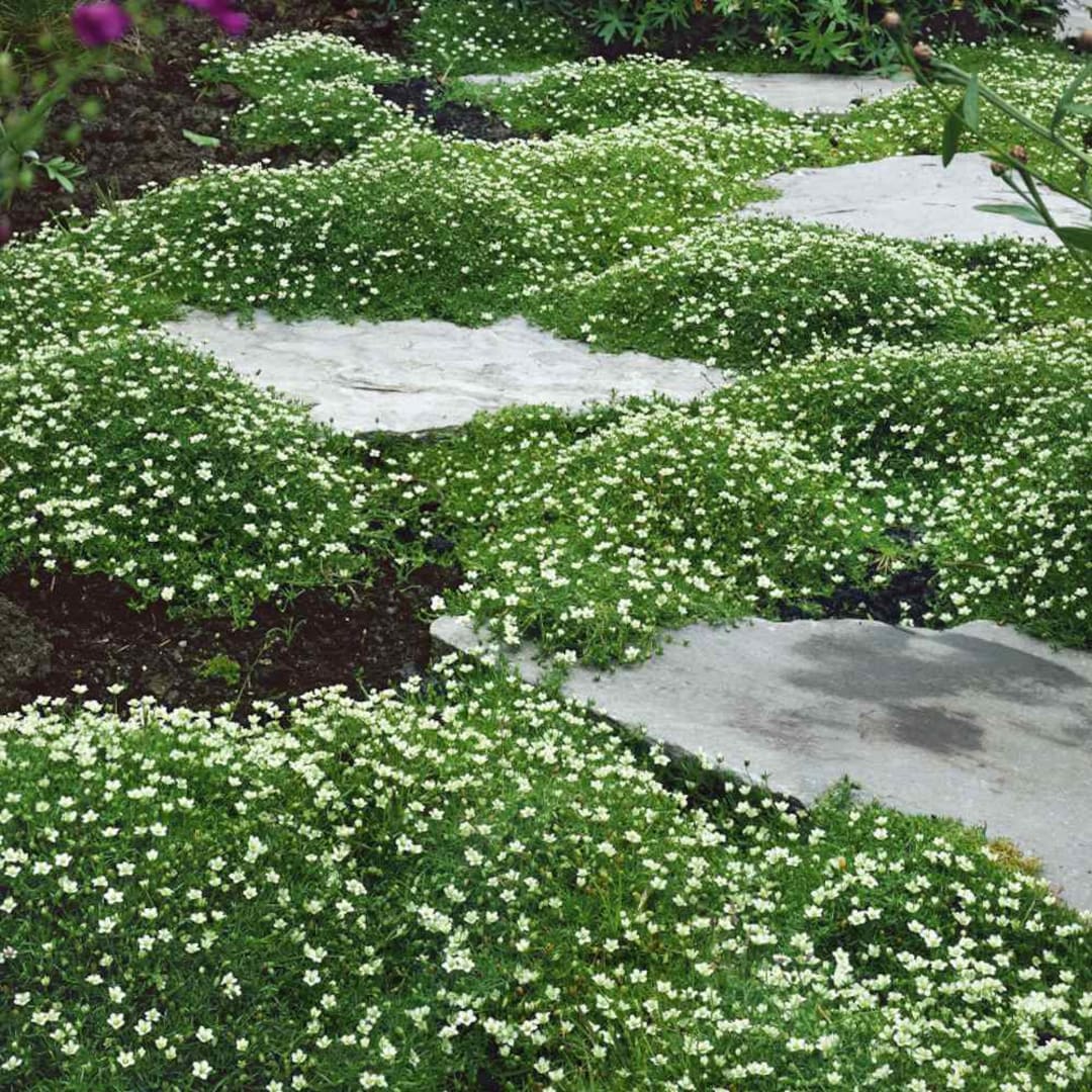 Hvide Sagina Subulata blomsterfrø til udplantning, 100 stk