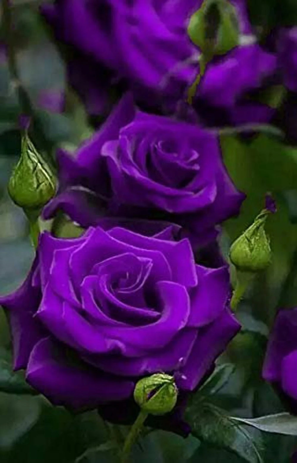 purple rose seeds for sale Purple Rose Heirloom Non-GMO Seeds for Planting – Organic, High Germin – Neeraseeds
