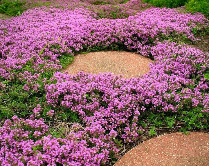 Heirloom Non-GMO Thymus Serpyllum Flower Seeds for Planting – Creeping Thyme Ground Cover