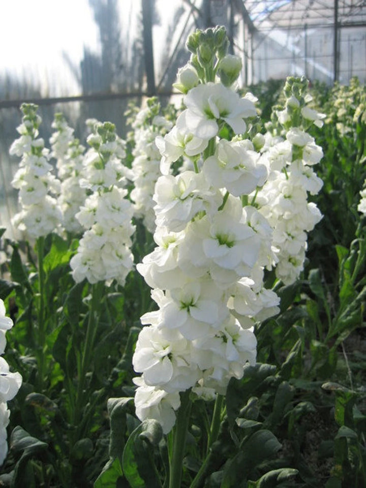 White Matthiola Incana Flower Seeds for Planting – Heirloom Non-GMO Seeds