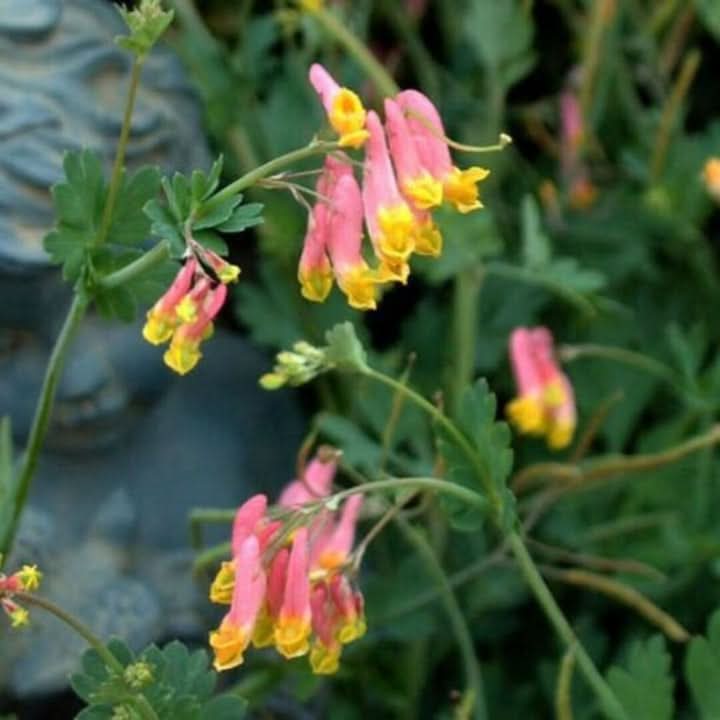 heirloom non flower seeds