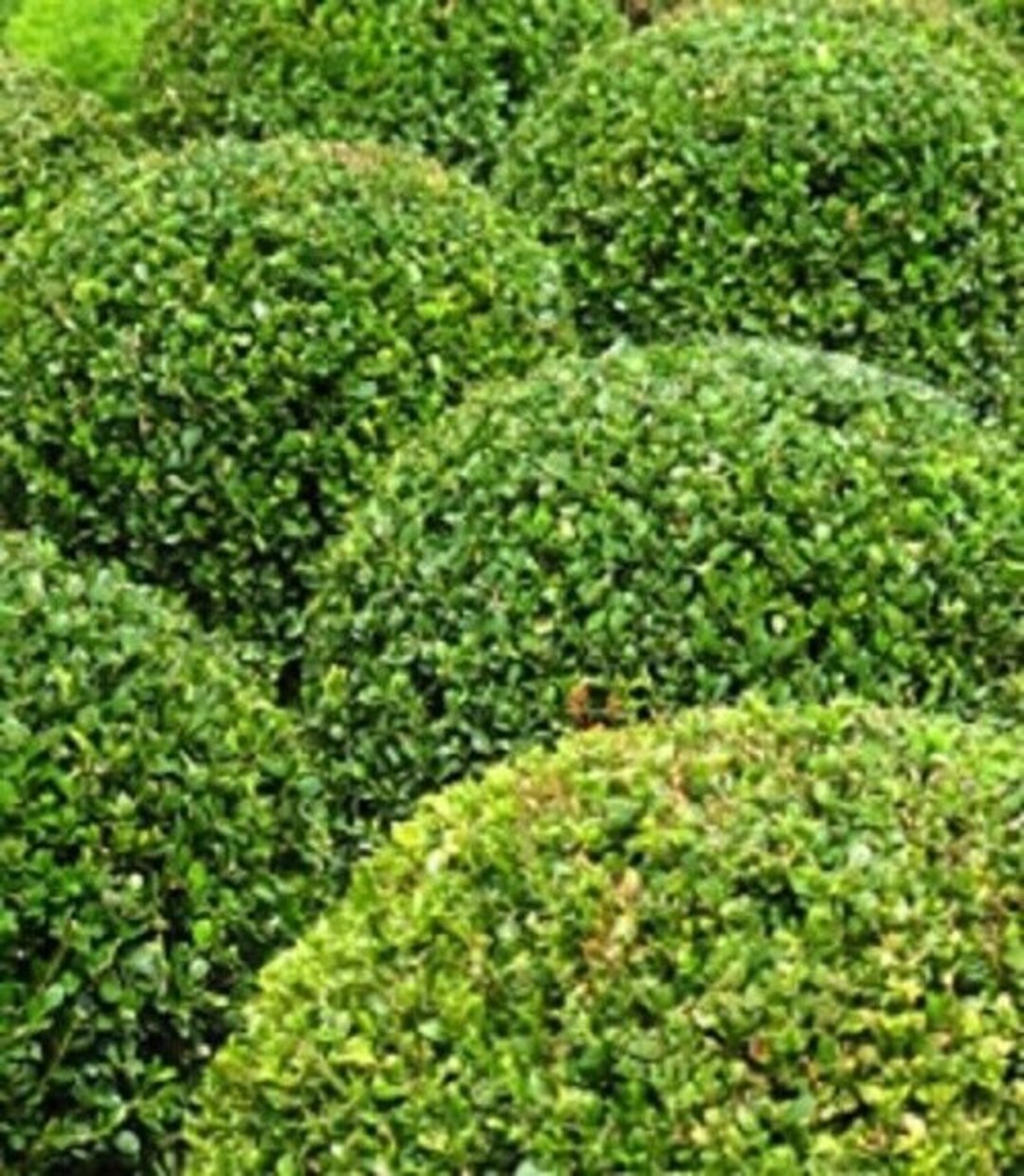 buxus sempervirens flower seeds
