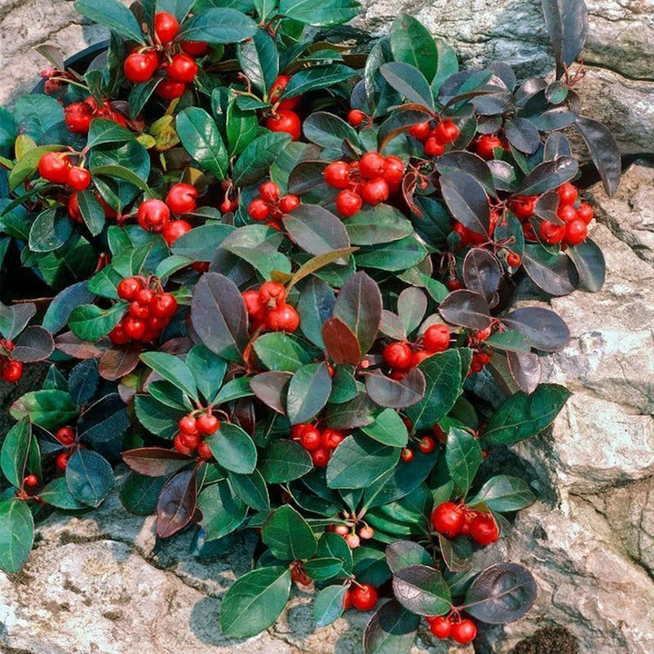 Wintergreen Flower Seeds for Planting - 100 pcs