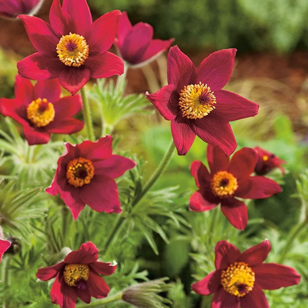 Heirloom Non-GMO Red Anemone Pulsatilla Flower Seeds for Planting – Bright Perennial Garden Seeds