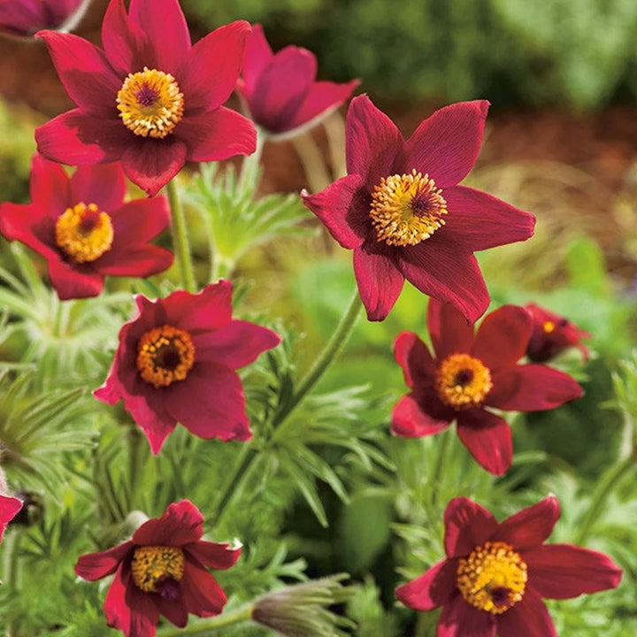 Heirloom Non-GMO Red Anemone Pulsatilla Flower Seeds for Planting – Bright Perennial Garden Seeds