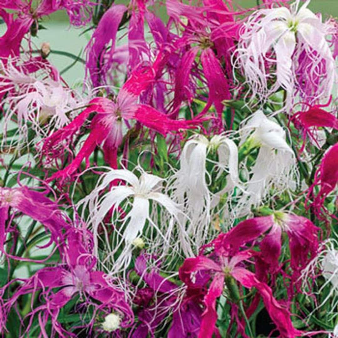 dianthus spooky flower seeds