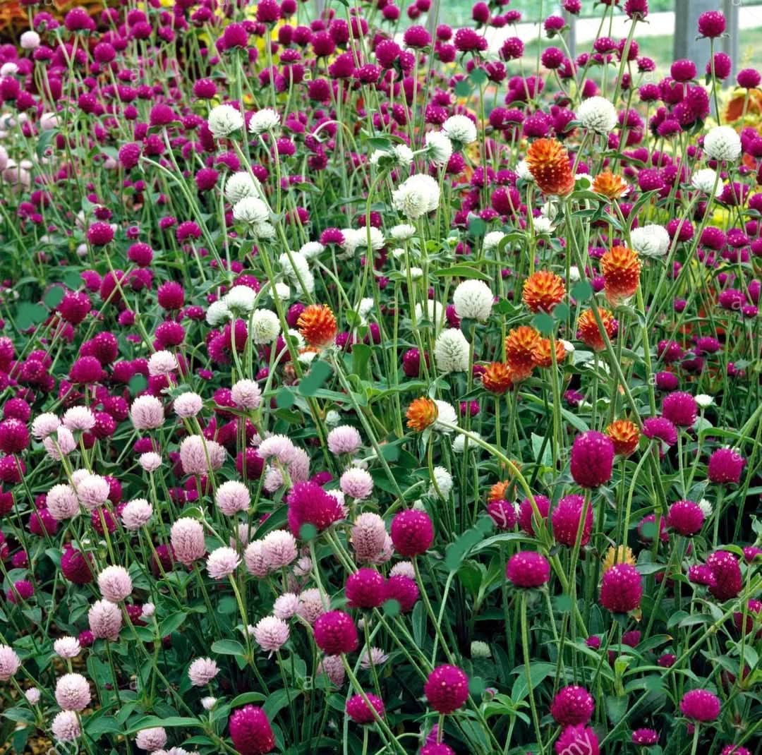 heirloom non flower seeds