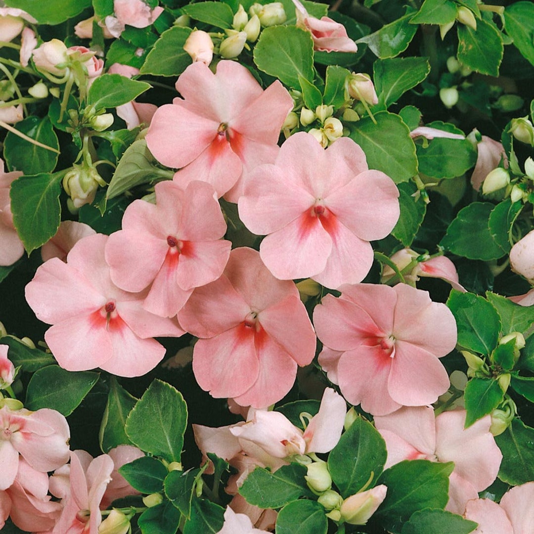 Pink Lizzie Blomsterfrø til udplantning, 100 stk