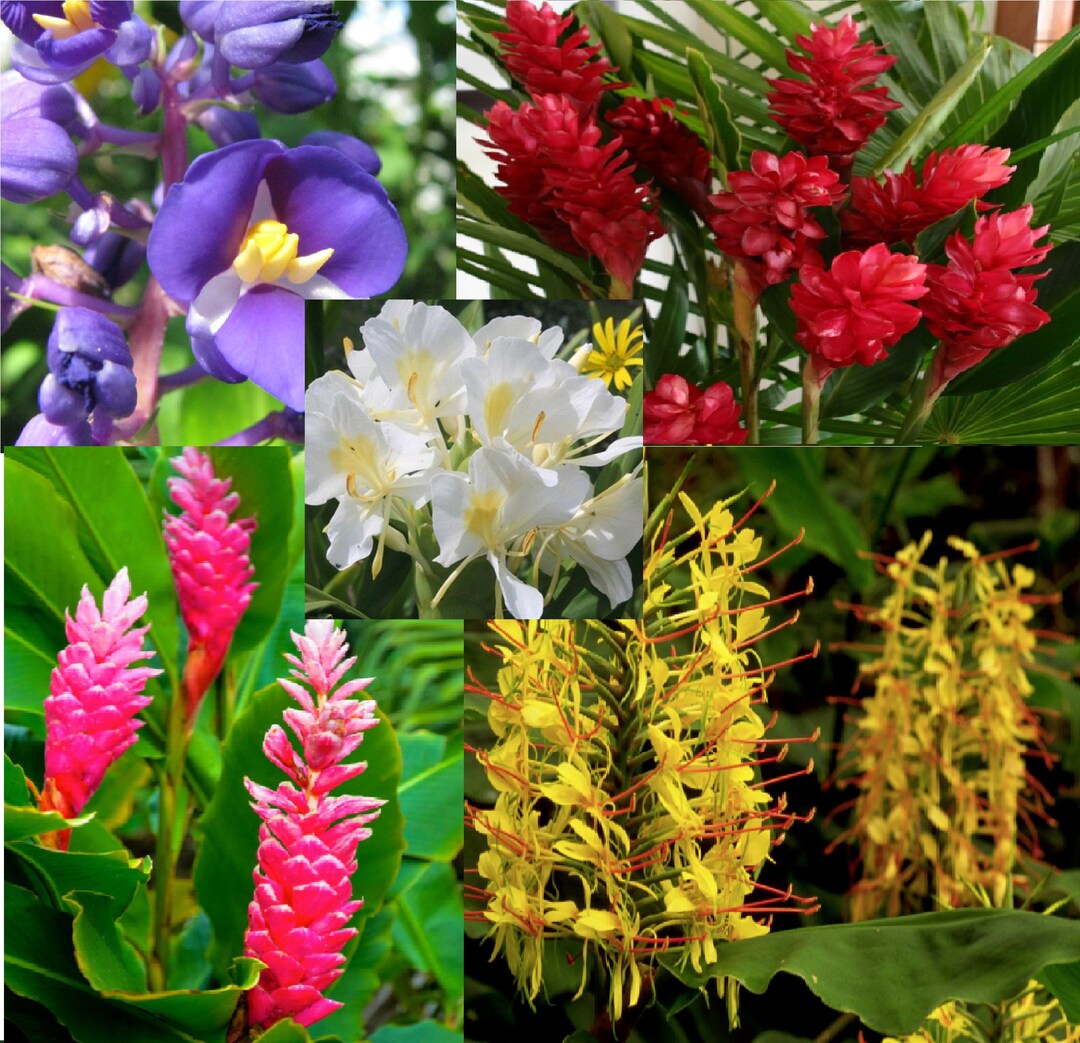 red blue flower seeds