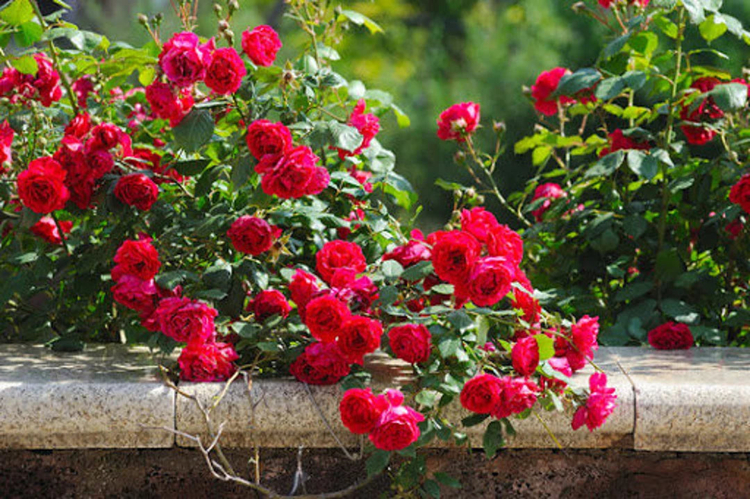 Rose Flower Seeds for Planting Dark Pink Blue 100 pcs