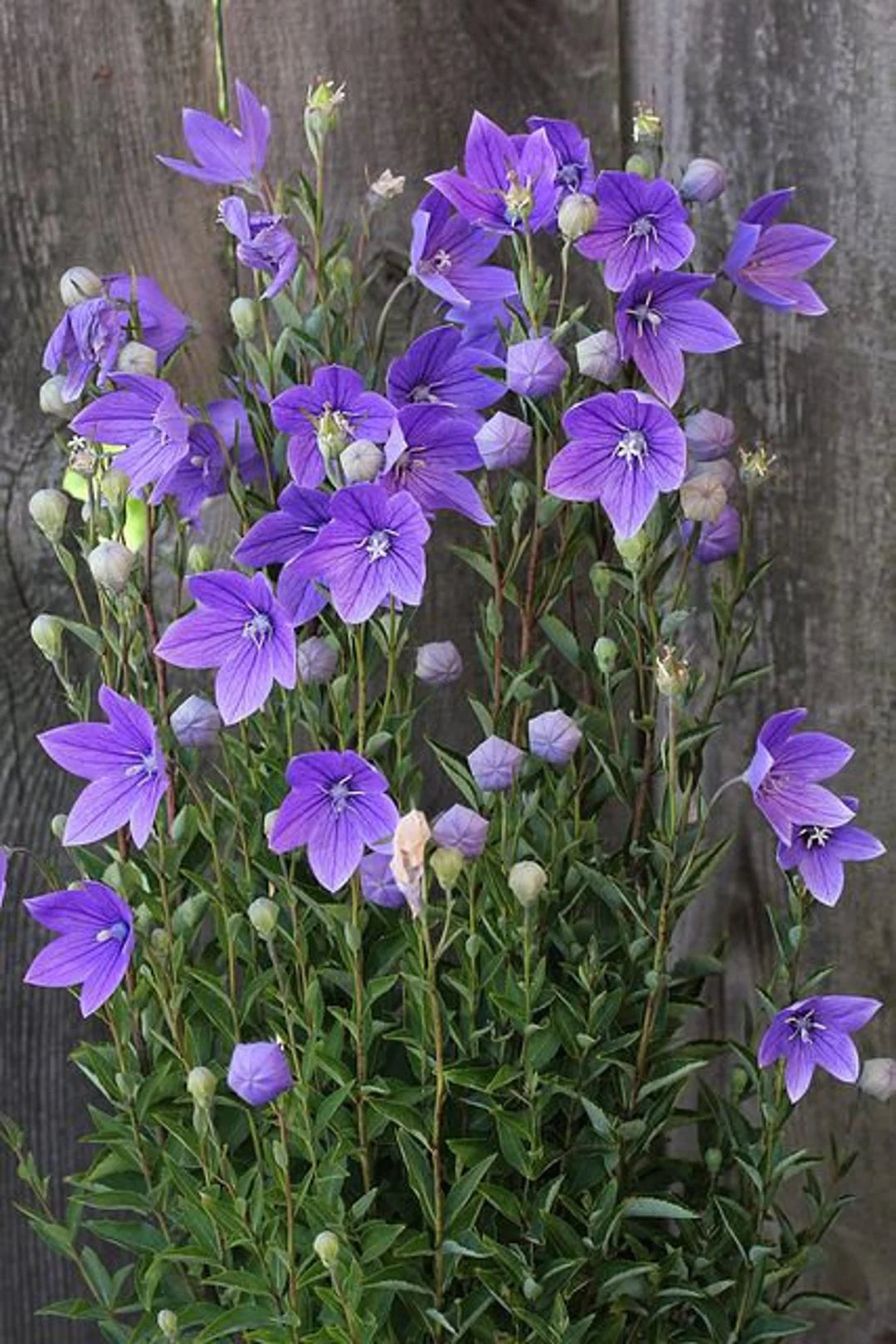 Balloon Flower Seeds for Planting, 100 pcs