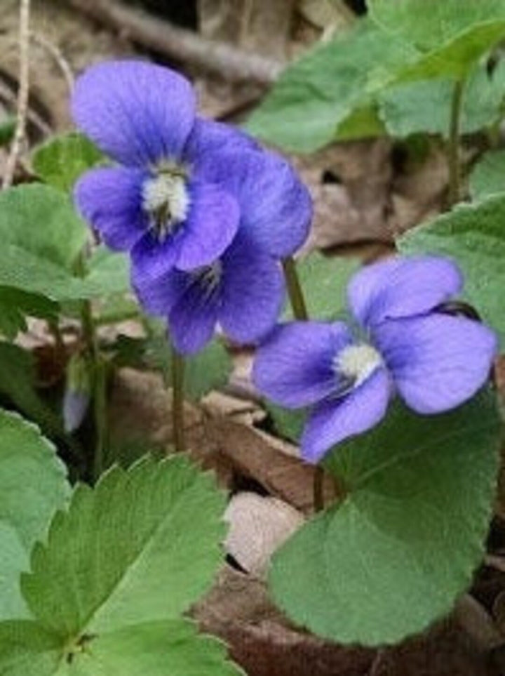 Blåviolette blomsterfrø til udplantning, 100 stk