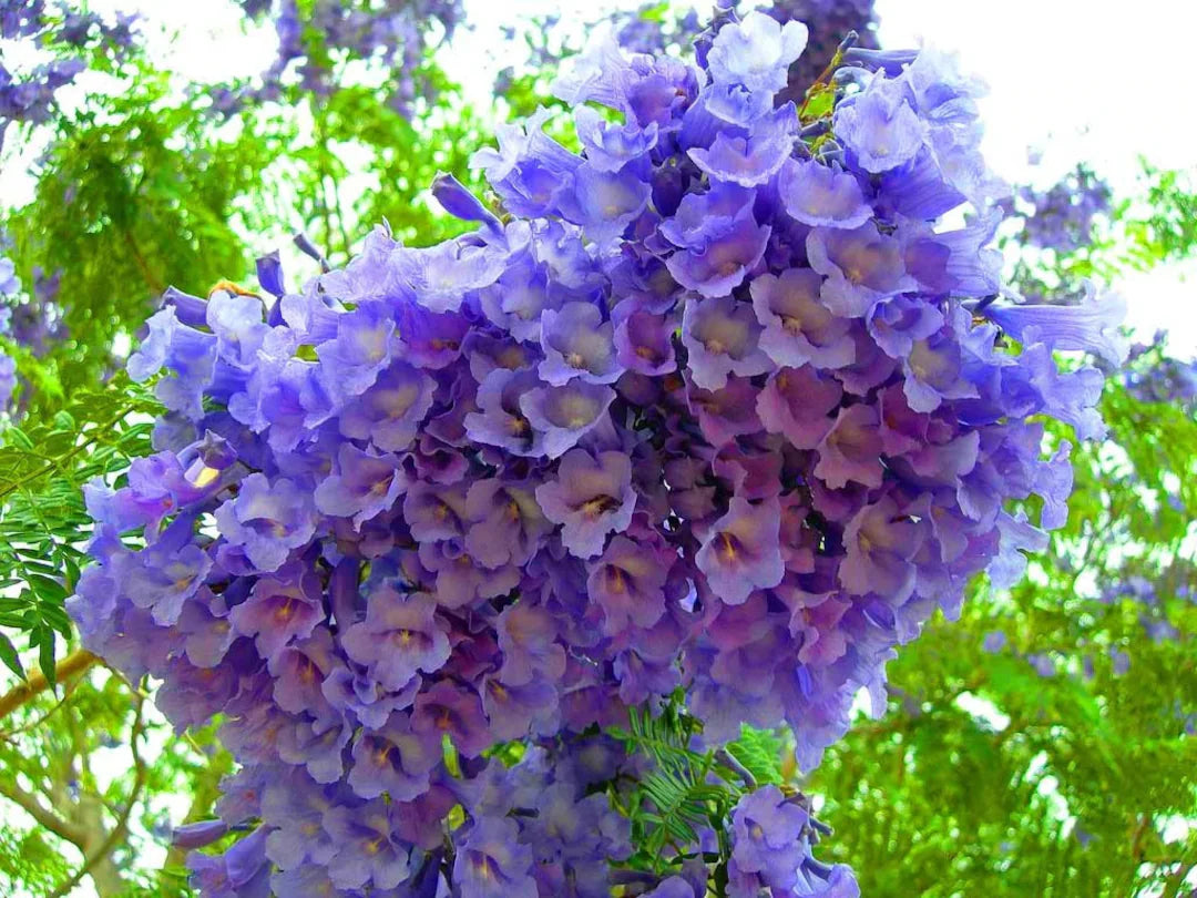 Lilla Jacaranda blomsterfrø til plantning - 100 stk