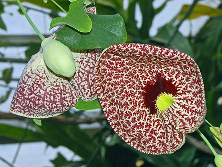 Aristolochia Elegans Flower Seeds for Planting - 100 pcs