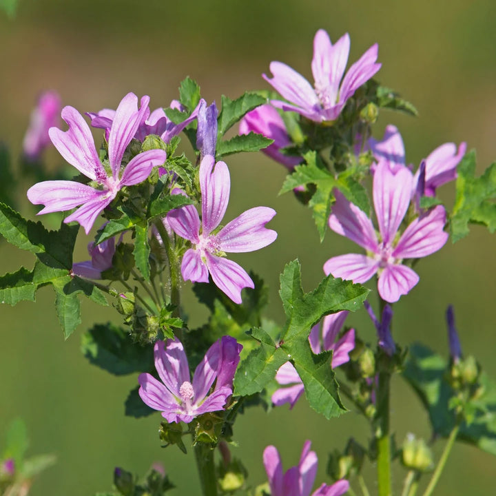 Mallow Blomsterfrø til udplantning - 100 stk