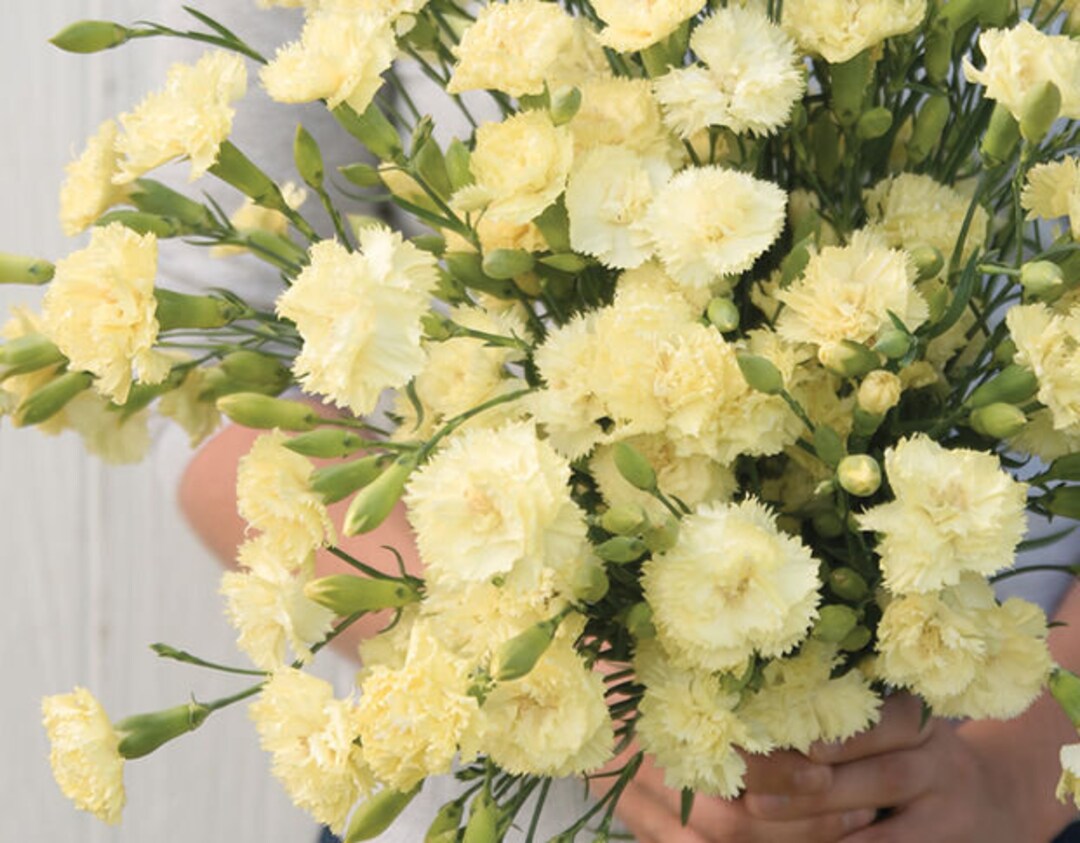 Nellik Dianthus Blomsterfrø til Plantecreme 100 stk