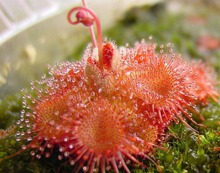 Pink Drosera Soldug Blomsterfrø til udplantning - 100 stk