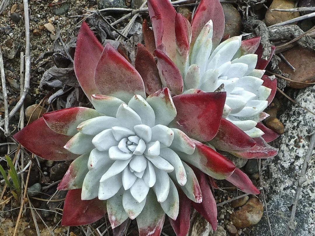 Dudleya Farinosa Sukkulentplantefrø til udplantning 100 stk