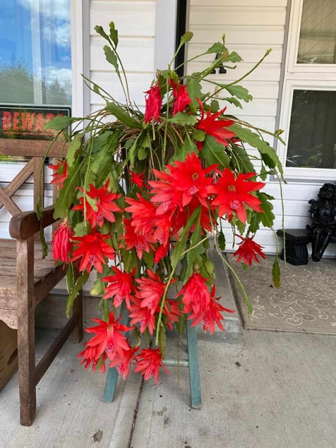 Røde Nopalxochia Blomsterfrø 100 stk